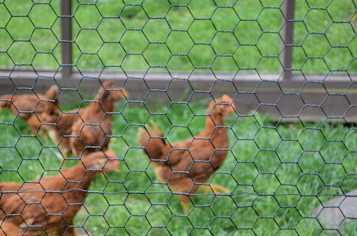 2 Hex 20 Gauge Chicken Wire