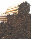CCA 4"-5" x 8' Tapered Wood Post - P4X8TCP